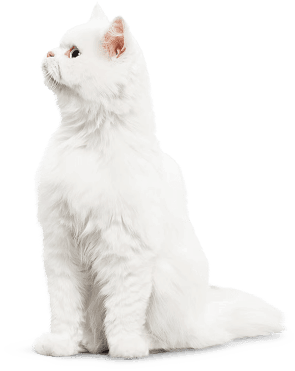 Ever Clean® Slovenija - Mačji posipi (pesek za mačke) - Ever Clean®® Ever Clean® Slovenija - Mačji posipi (pesek za mačke) - Ever Clean®®